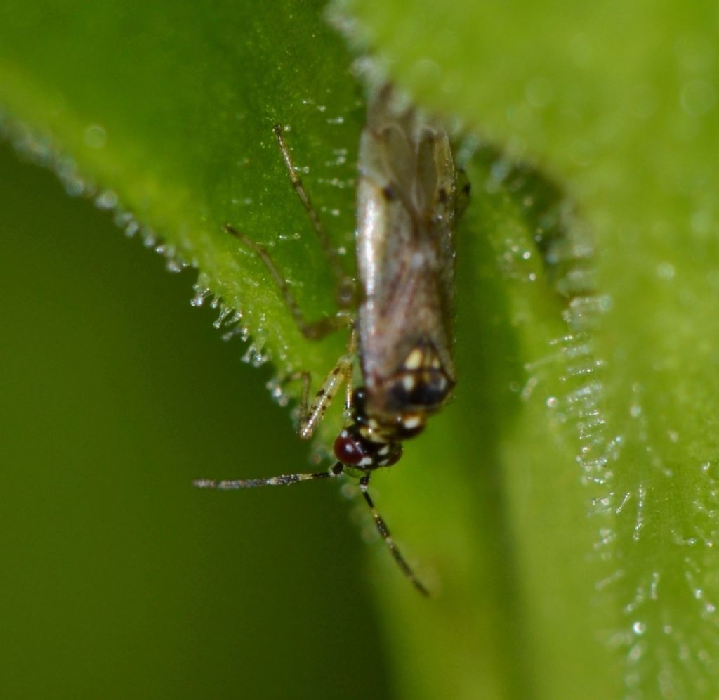 Miridae: Dicyphus (Brachyceroea) albonasutus di Toscana (GR)